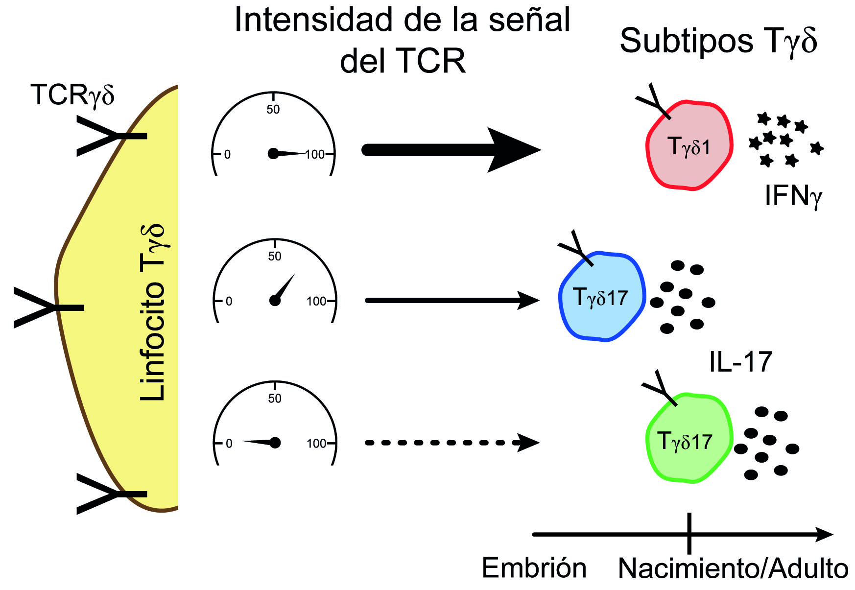 TCR signal strength controls gd T cell differentiation. Nat Immunol 2016.